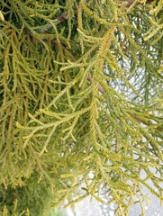 Lepidothamnus intermedius