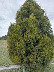 Lepidothamnus intermedius