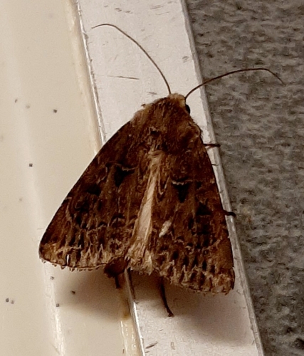 Agrotis bigramma