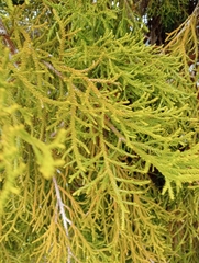 Lepidothamnus intermedius