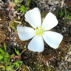 Halotydeus destructor