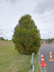 Lepidothamnus intermedius