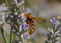 Milesia crabroniformis