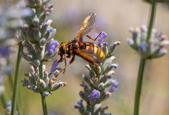 Milesia crabroniformis