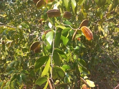 Guibourtia coleosperma