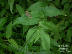 Commelina paludosa