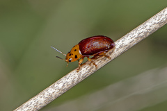 Platymela sticticollis