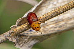 Platymela sticticollis