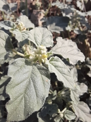 Chrozophora tinctoria