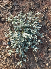 Chrozophora tinctoria