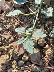 Chrozophora tinctoria