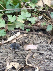 Neotoma fuscipes annectens