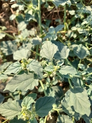 Chrozophora tinctoria