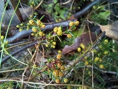 Acacia aculeatissima