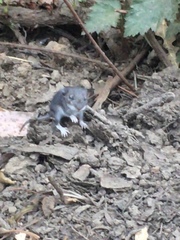 Neotoma fuscipes annectens