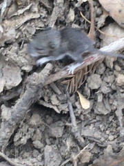 Neotoma fuscipes annectens