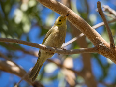 Ptilotula flavescens