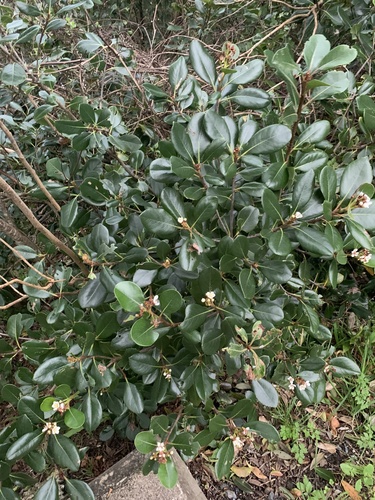 Rhaphiolepis indica