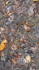 Xenochrophis maculatus
