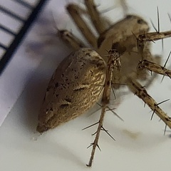 Oxyopes acleistus