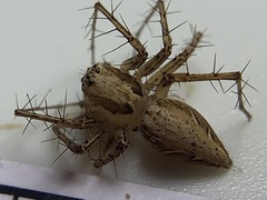 Oxyopes acleistus