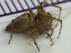 Oxyopes acleistus