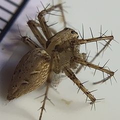 Oxyopes acleistus