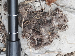 Canis lupus italicus