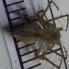 Oxyopes acleistus