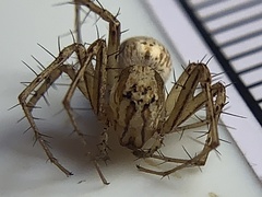 Oxyopes acleistus