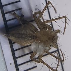 Oxyopes acleistus