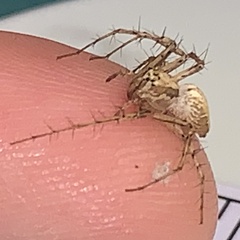Oxyopes acleistus