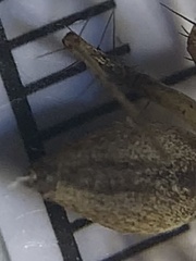 Oxyopes acleistus