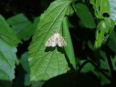 Haritalodes