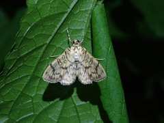 Haritalodes