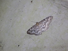 Percnia