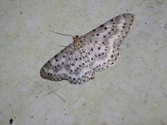 Percnia
