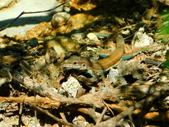 Aspidoscelis parvisocius