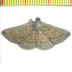 Toxonprucha clientis