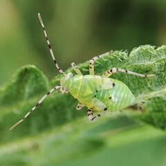 Liocoris tripustulatus