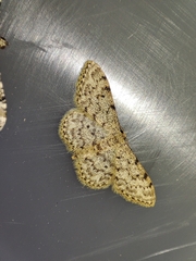 Idaea cervantaria