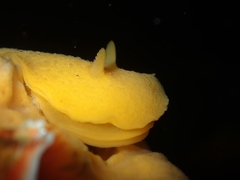 Doriopsis granulosa