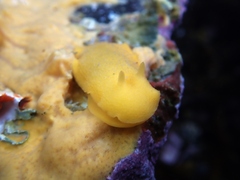 Doriopsis granulosa