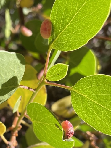 iNaturalist observation photo of Manzanita Leafgall Aphid