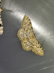 Idaea cervantaria