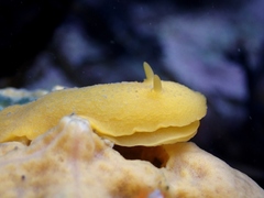 Doriopsis granulosa