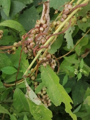 Cuscuta lupuliformis