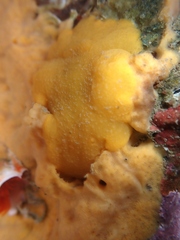Doriopsis granulosa