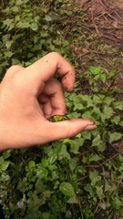 Trigonophorus dilutus