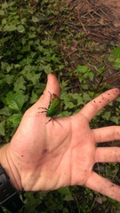 Trigonophorus dilutus